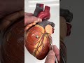 BIOL 158 Exterior Heart Model