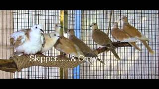 Double your "Dove Love" at The SPCA for Monterey County!