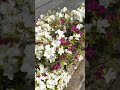 Beautiful flowers side walk