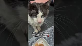 Lets save these kittens together🥺❤️‍🩹Link in bio #cat #catlover #shelter #rescuecat