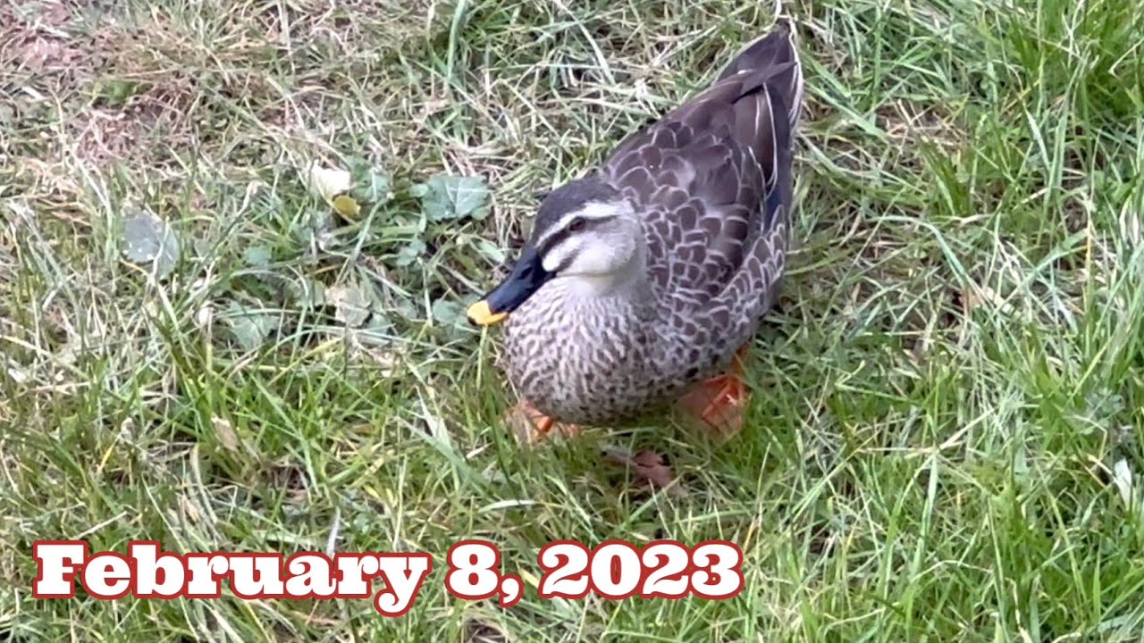 Spot-billed Ducks ｜Piano Music 2月のカルガモたちと野鳥 February 8, 2023 
