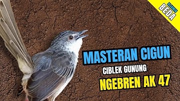 Cigun Gacor Ngebren Ak 47 | Masteran Cigun Bren
