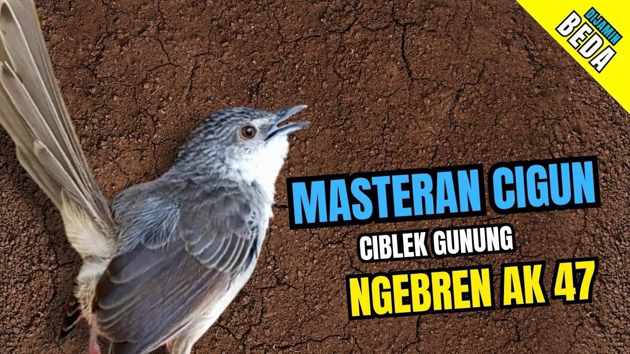 Cigun Gacor Ngebren Ak 47 | Masteran Cigun Bren