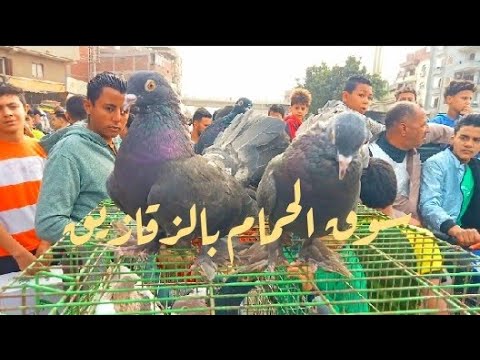 حلقة سوق الحمام بالزقازيق الجمعة ٣١ ١٠ ٢٠٢٥