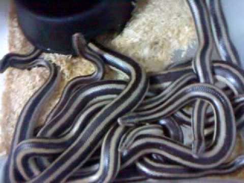 Snake collection ( local petshop - DK )
