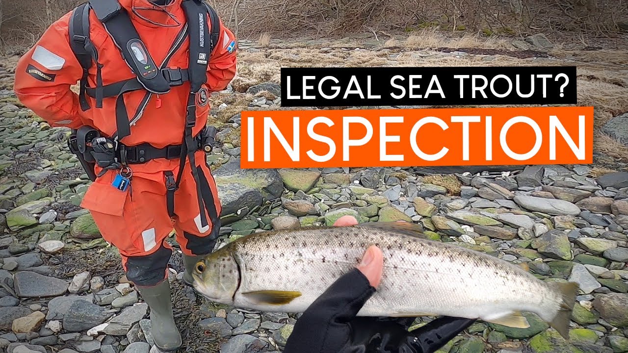 Chasing sea trout FISHING INSPECTION and what do I HIDE in my bag