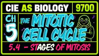 AS BIO 9700 | CHAPTER 5 - THE MITOTIC CELL CYCLE | 5.4 - STAGES OF MITOSIS