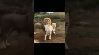 Lion King Musim Kawin #shorts #viral #trending #youtube #lion #wildlife #animals #amerika #india