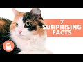 7 FACTS About FEMALE CATS 🐱♀️ What You Need to Know