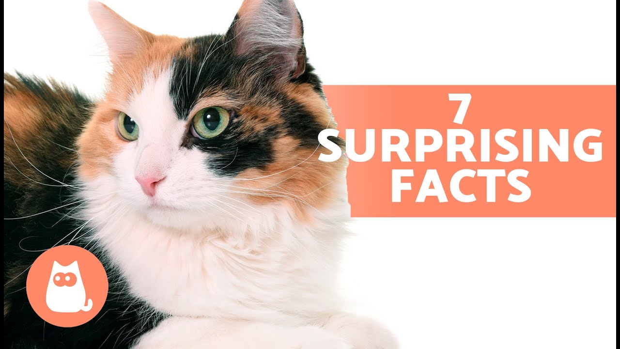 15 Fascinating Facts About Female Cats 