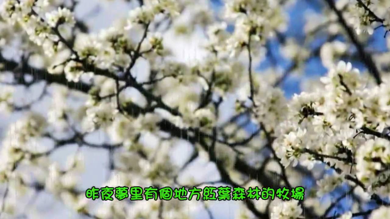 花雨夜 -張清芳