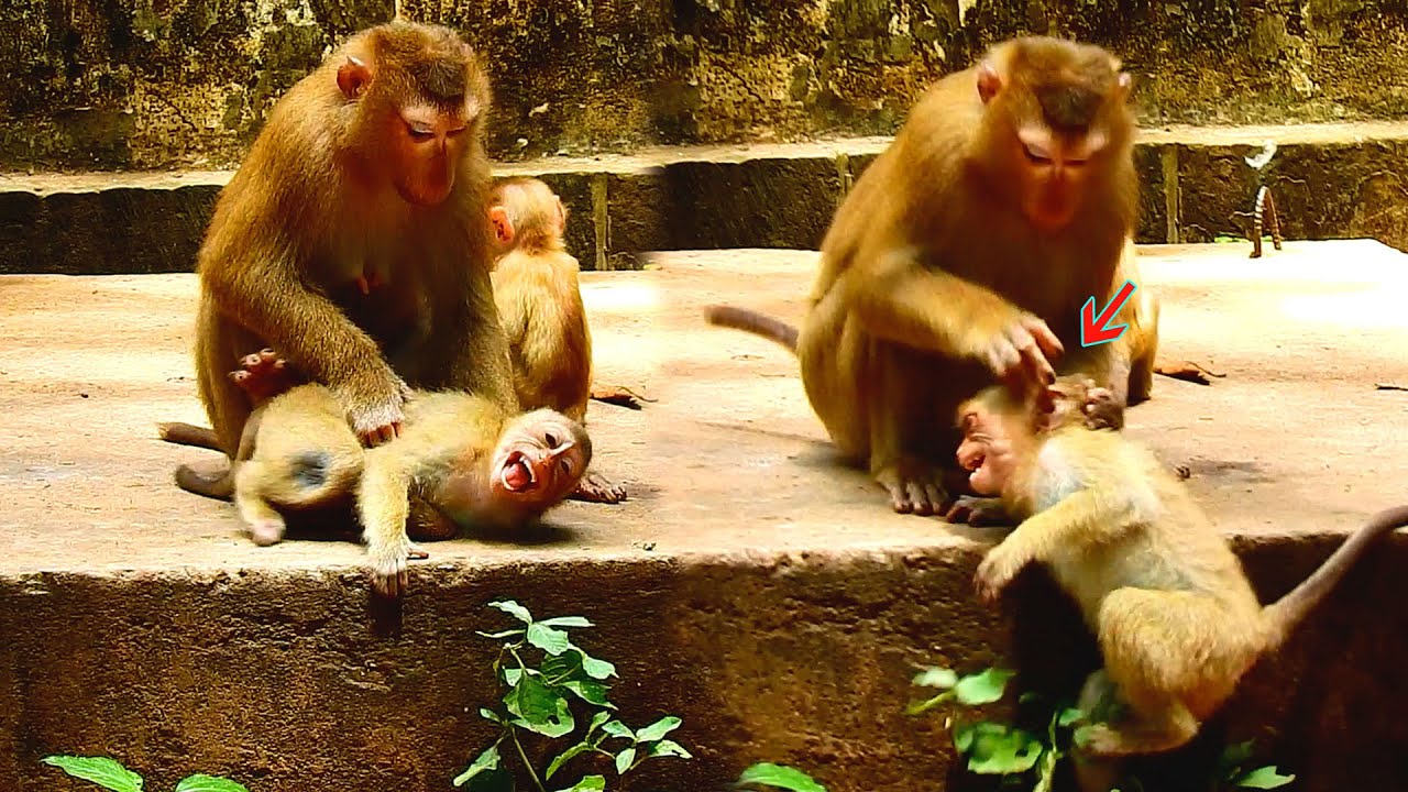 Little monkey crying so loud by monkey Luna fight