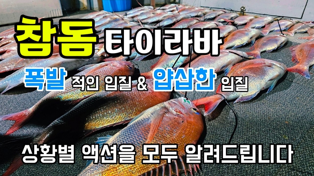 참돔 타이라바! 남들 나오지 않을 때 나는 나온다~ 그 이유가?