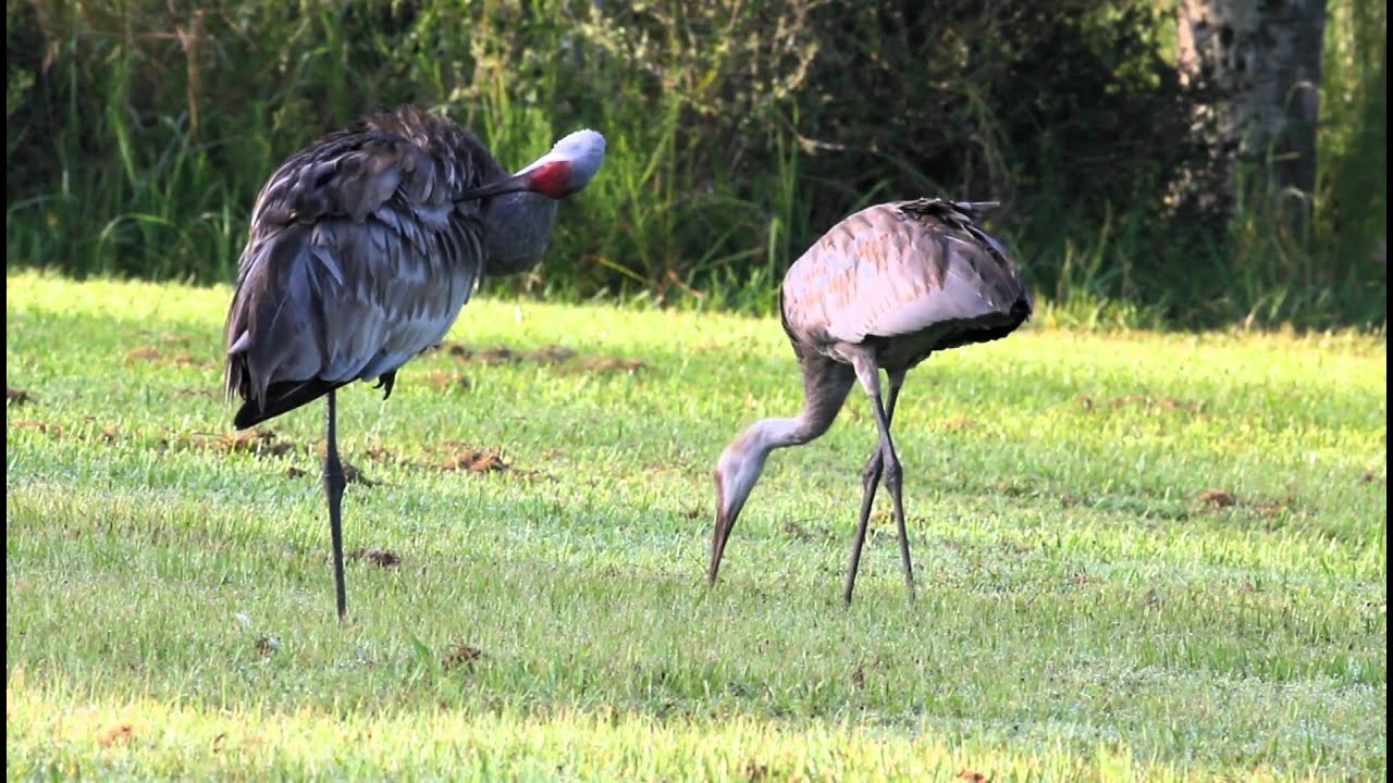 Sandhill Cranes calling and feeding YouTube
