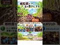 宮古島の黒ささげは新しい特産物