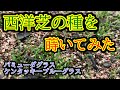 【芝生】たけちよ芝生を育てる①