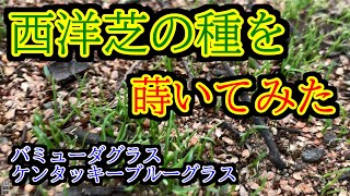 【芝生】たけちよ芝生を育てる①