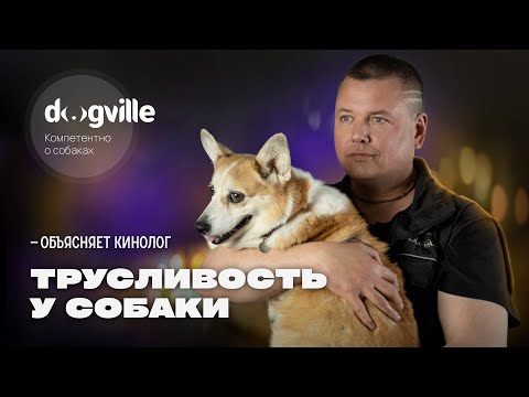 Трусливость у собаки — Откуда появляется? — объясняет кинолог