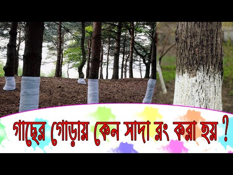 ভিডিও: গাছ কেন সাদা করা হয়