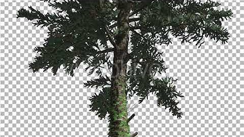 White Fir Thin Trunk and Branches Coniferous | Motion Graphics - Envato elements