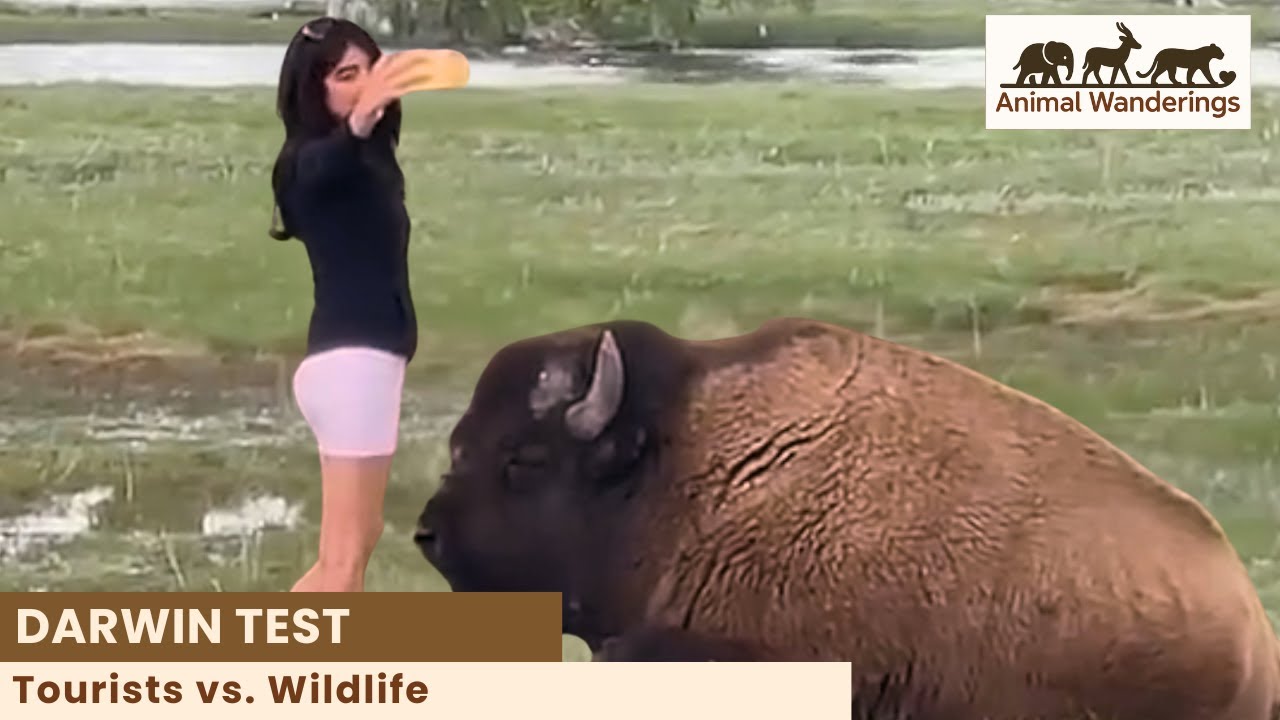 Darwin Test: Tourists vs Wildlife - YouTube