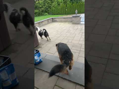 Run Bella, Run! #cute #dog #doglover #trending #viral #fyp