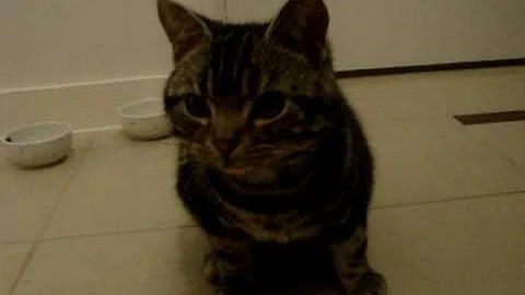 Watch the video about American shorthair kitty - following the command "sit down"