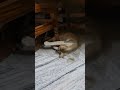 Cat lover #animallovers