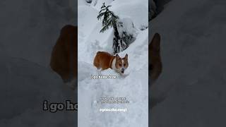 Breaking: Snow corgi spotted on Dog Mountain BC Canada