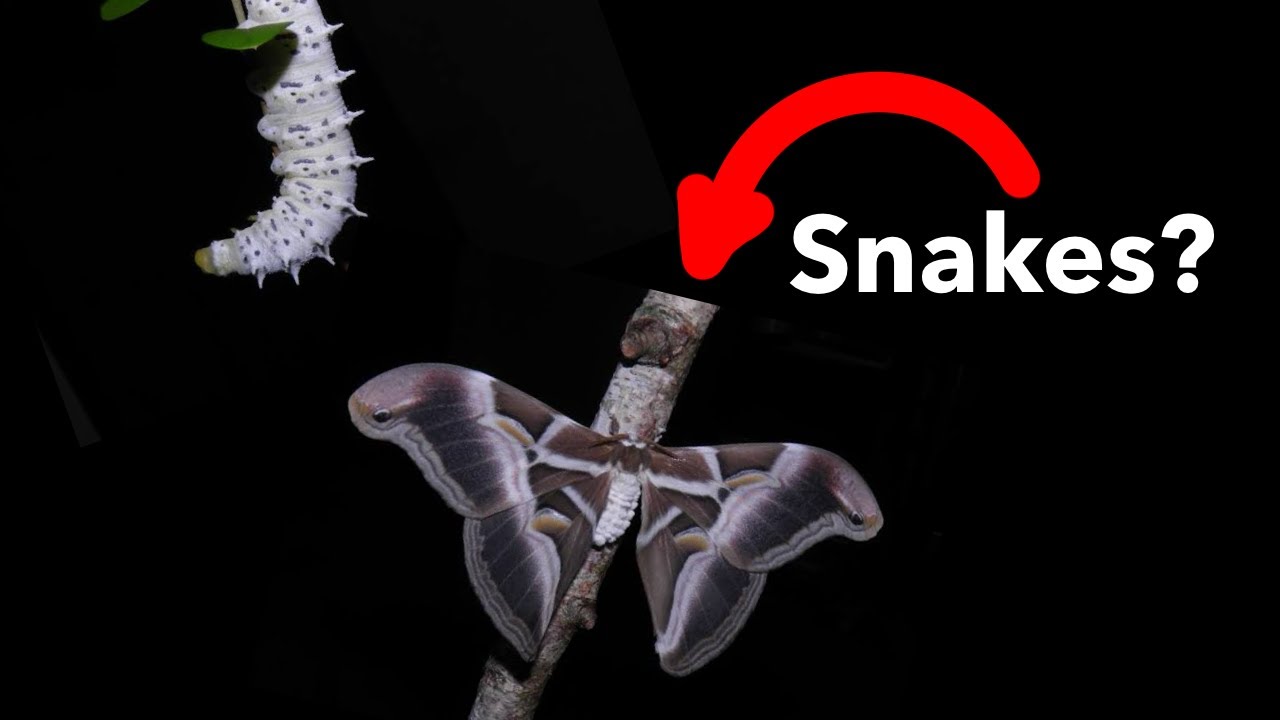 The Samia Ricini (Eri silk moth)waiting series episode 1 - 35