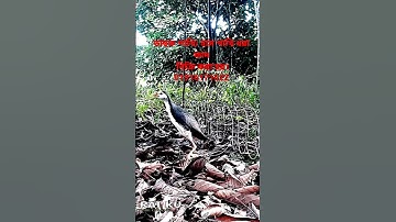 waterhen dahuk bird trap hunting.ruak ruak bird trap hunting. #duckbird #waterfowl #animaltrap