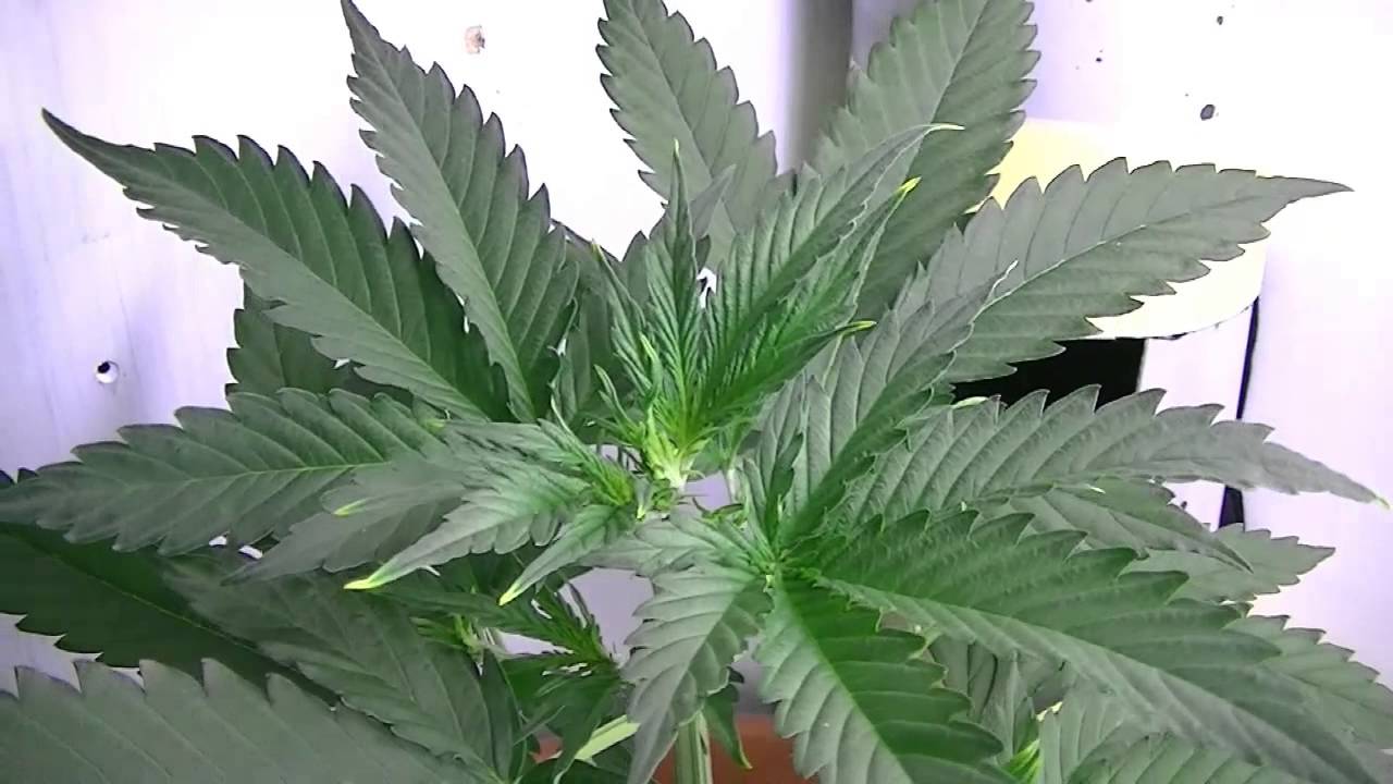 Auto Lemon Skunk - Jurnal 19