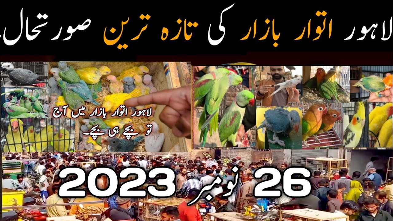 LAHORE SUNDAY BIRDS MARKET LATEST PRICE UPDATE 26 November 2023 I