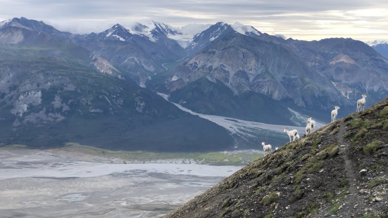 Hiking with DALL SHEEP in Kluane National Park, Yukon  (Sheep Creek/Mountain Ridge Trail)