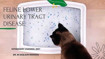 The Causes. Diagnosis, Treatment. and Prevention of Feline Lower Urinary Tract Disease