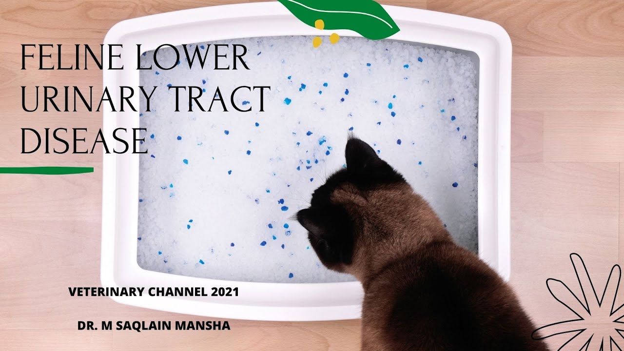 Fresh Look at The Causes Diagnosis Treatment And Prevention Of Feline Lower