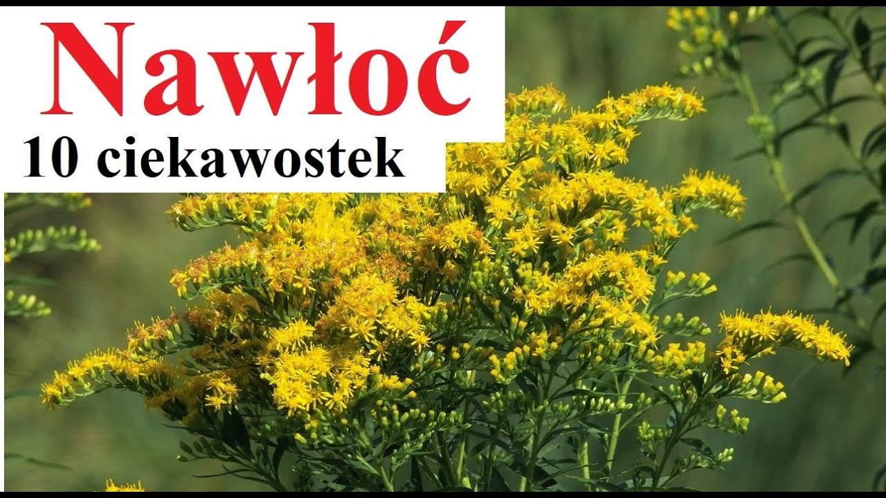 Nawłoć - 10 ciekawostek