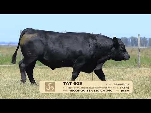 LOTE A17   TAT 609