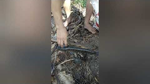 nhan vlog tổng hợp câu cá lóc bằng vịt ( câu cá lóc bằng vịt )