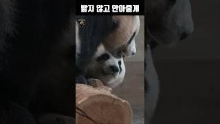 퇴근 기다리며 루이바오 밟지 않고 꼬옥 안아준 후이바오 #루이바오 #ruibao #睿寶 #후이바오 #huibao #辉宝 #바오패밀리 #baofamily #동물