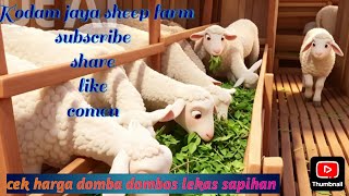 Harga dombos sapihan dan 6 bulan harga sesuai kualitas #domba #dombos #dombaunggul #peternakan 