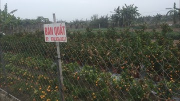 Kinh nghiệm đi mua và lựa chọn cây quất về chơi tết.vườn quất chú phiên sđt trong video