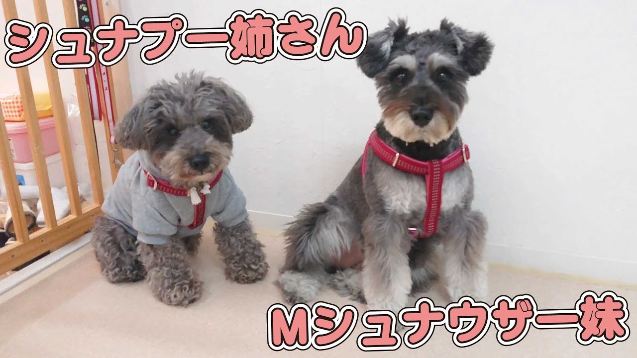 シュナプー姉さんとmシュナウザー妹 ひみつきちなう 1 チュなプー ミニチュアシュナウザー チワワ 柴犬 トイプードル ポメラニアン 21年11月21日 Youtube シュナプー姉さんとmシュナウザー妹 ひみつきちなう 1 チュなプー ミニチュアシュナウザー チワワ 柴犬 トイプードル ポメラニアン 21年11月21日 Youtube