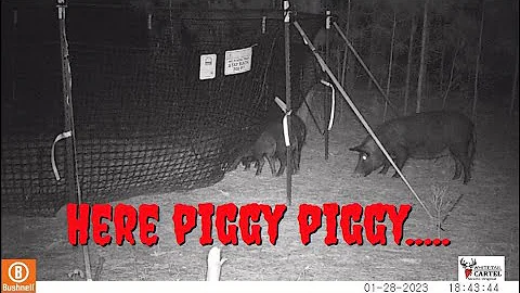 Big Aggressive Sow Catch: Pig Brig Does It Again!!!