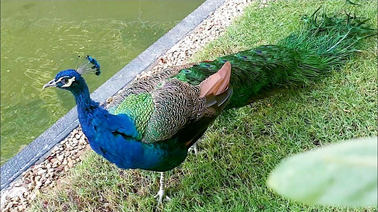 Beautiful Peacocks π¦ π¦ in a Garden.... - YouTube