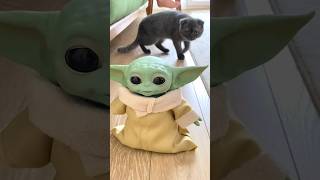 KEDİMİZ DUMAN YODA’NIN KULAĞINI ISIRDI 😃😂🤭#shorts #çilekkızelif #yoda #shortsvideo