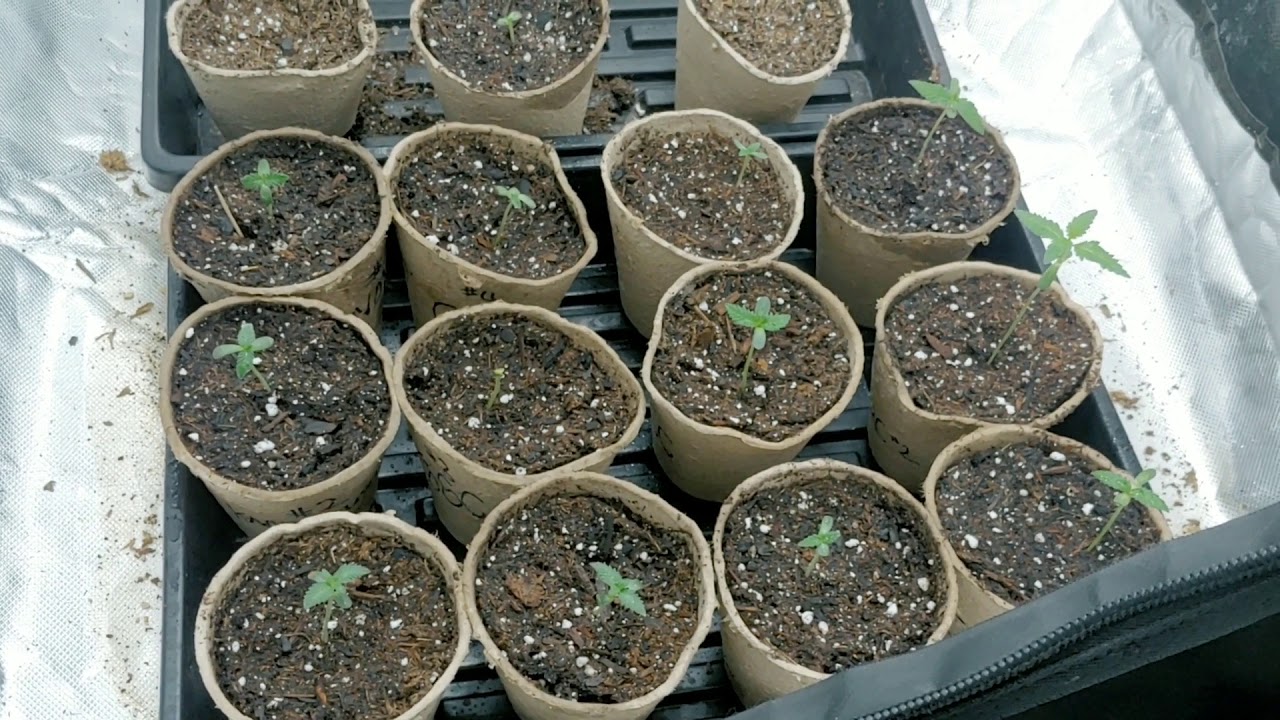 Super soil Marijuana grow - YouTube