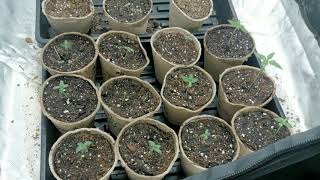 Super soil Marijuana grow