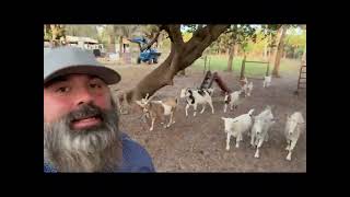 Zebu Bull Vs. The Fence Naples Cold Snap Prep Little Wonders Ranch