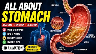 How the Human Stomach Works | 3D Digestion Animation | Human Anatomy How the Human Stomach Works | 3D Digestion Animation | Human Anatomy